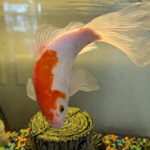 Fundraising Page: Mr. GOLDIE's MOM